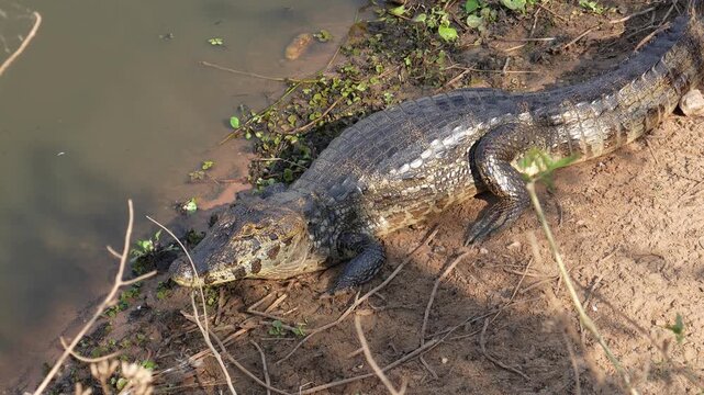 Caiman Resting on Muddy Riverbank in the Pantanal, Overhead Perspective from Transpantaneira Road, Brazil