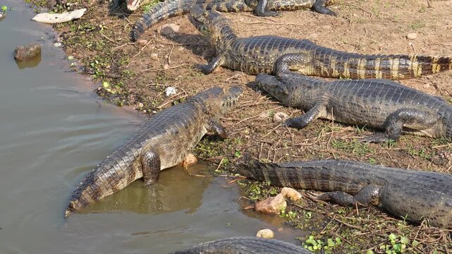 Numerous yacare caimans sunbathing on a muddy riverbank in the brazilian pantanal, with one specimen slowly exiting the water and bothering other yacare