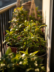 Sunlit Balcony Garden with Lush Potted Plants in Golden Hour