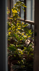 Sunlit Balcony Garden with Lush Potted Plants in Golden Hour