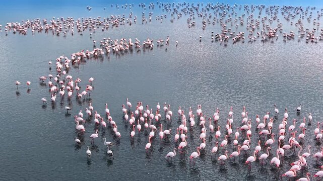 Flamingos forming a curved line in blue water. Bird eye view of a flamingo flock arranged in a curved, serpentine formation in a calm lake.