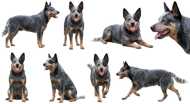 alert australian cattle dog blue heeler standing sitting and running