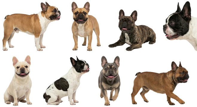 cute french bulldog in fawn brindle and pied colors standing and lying down