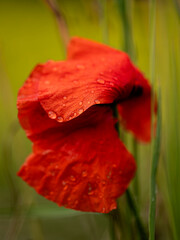 Mak polny - Papaver rhoeas L.   © tom