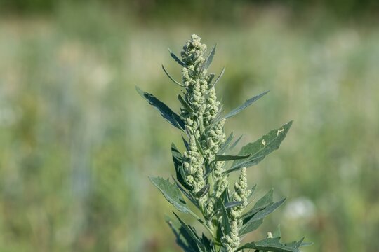 Close up of a fat hen (chenopodium album) plant