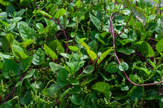 Malabar spinach plants with glossy green leaves, purple stems and small flower spikes filling the frame, dense tropical vegetable foliage photographed outdoors in natural daylight.
