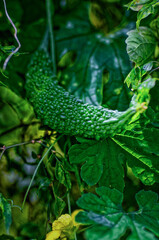 Unripe bitter gourd hanging on climber, textured green fruit with dense foliage, tropical vegetable plant growing in natural daylight.