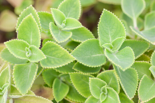 Plectranthus amboinicus leaves growing in dense cluster, thick green foliage with serrated edges and velvety surface, aromatic herb cultivated outdoors in natural daylight.