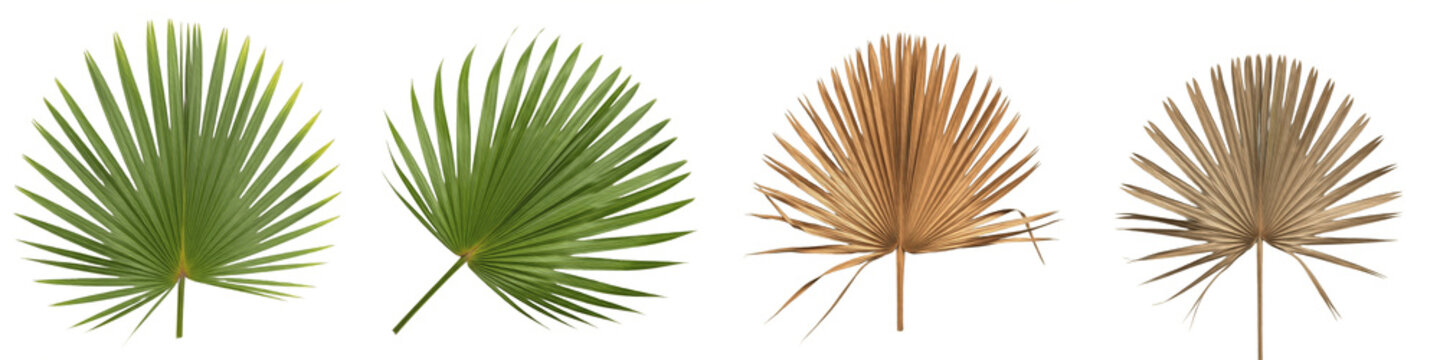 Fan Palm Leaf PNG Isolated White Background, Green and Dried Brown Tropical Frond Set, Palmetto Botanical Foliage Collection, Realistic Jungle Plant Clipart