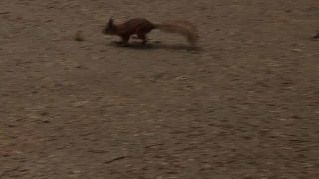 Squirrel running across park path as camera follows behind in natural daylight