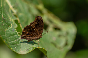 Common Evening Brown butterfly resting on the leaf. © Perspective Pixels