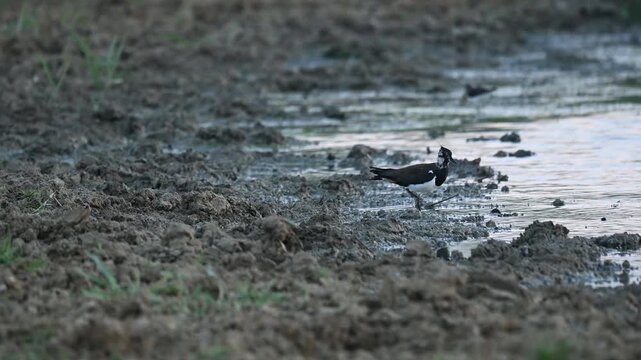 Northern lapwing (Vanellus vanellus) foraging for food on the shore of a lake in natural wildlife environment. Wild wader bird feeding behavior captured in slow motion outdoors.