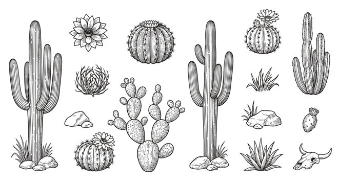 Black and white detailed illustrations of various cacti, succulents, and rocks arranged in a desert theme composition