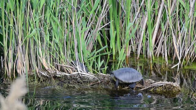 Group of European pond turtles (Emys orbicularis) diving into lake water in natural wildlife environment. Wild freshwater turtles entering the lake captured in slow motion outdoors.