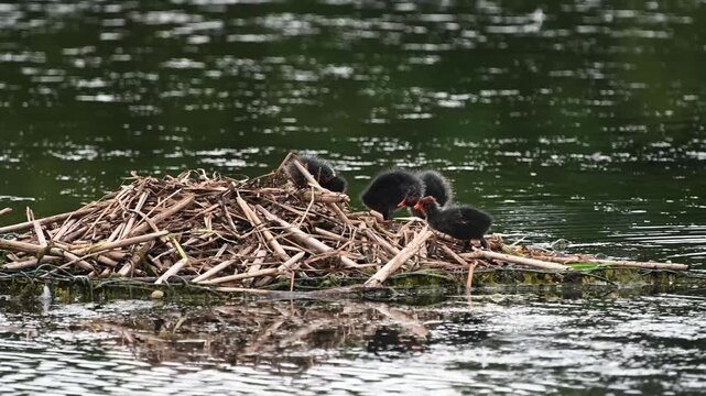 Cute little family of Coots and their nest in the spring