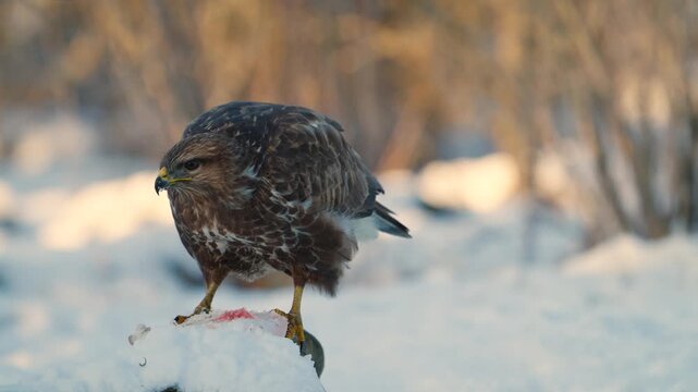 Common buzzard (Buteo buteo) feeding on meat on the snow during winter in natural wildlife environment. Close-up view of raptor feeding behavior captured in slow motion outdoors.