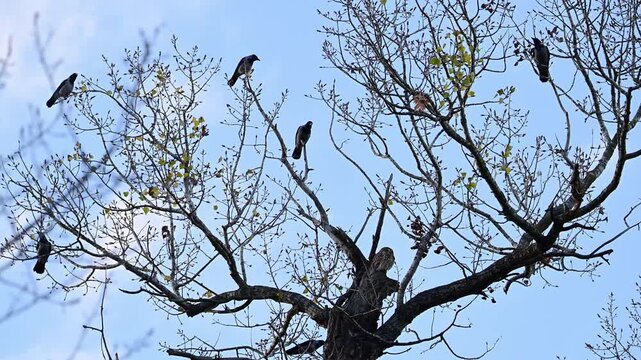 Tawny owl (Strix aluco) sitting on the edge of its nest while a group of carrion crows (Corvus corone) perch on tree branches and vocalize, showing agitation toward the owl. Natural interspecies inter