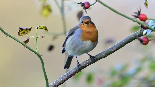 European robin (Erithacus rubecula) regurgitating a berry and swallowing it again while feeding in natural wildlife environment. Close-up view of wild bird feeding behavior captured in slow motion out