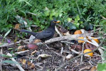 Blackbird foraging among fallen fruit on the ground