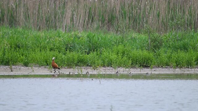 Ruddy shelduck (Tadorna ferruginea) with ducklings feeding and moving along the shore of a lake in natural wildlife environment. slow motion