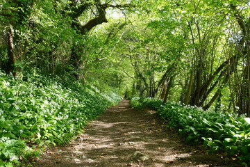 Fototapeta premium Path through a beautiful green leafy forest