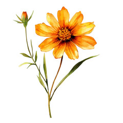 Obraz premium Coreopsis Flower, watercolor drawing, vector isolated on a white background.