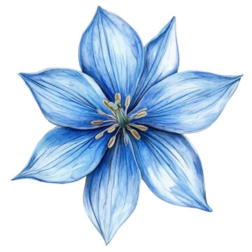 watercolor vector of Bluestar Flower isolated on a white background.