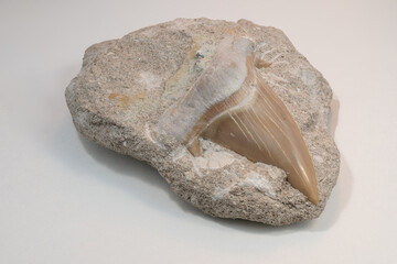 A large prehistoric sharp shark tooth in stone on a white background.