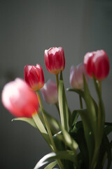 Fototapeta premium Bright bunch of beautiful pink tulips blooming on the sun. Spring flowers with copy space