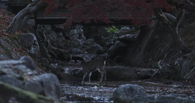 Deer standing in nearly dry stream of autumn park in Japan - dusk