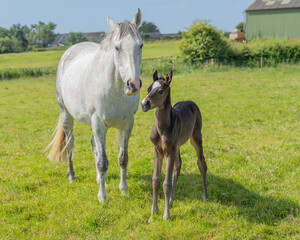 Obraz premium Mare and foal