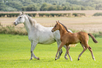 mare and foal