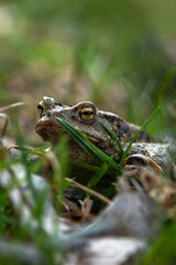 Obraz premium Common toad (Bufo bufo) during spring migration