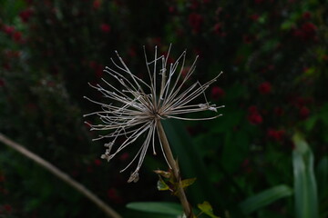 Fleur s&eacute;ch&eacute;e .