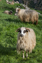 Fototapeta premium Sheep in a meadow in the mountains of Bosnia and Herzegovina.