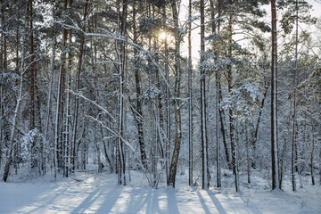 Fototapeta premium Snow covered pines in the coastal forest of Sobieszewo Island at winter, Poland.