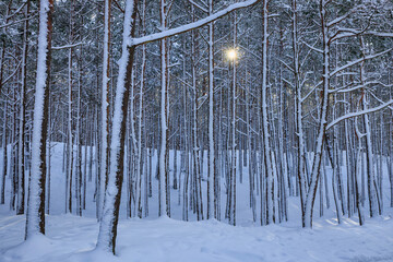Fototapeta premium Snow covered pines in the coastal forest of Sobieszewo Island at winter, Poland.