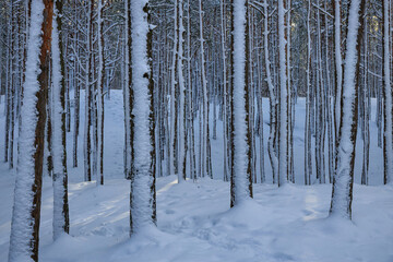 Fototapeta premium Snow covered pines in the coastal forest of Sobieszewo Island at winter, Poland.