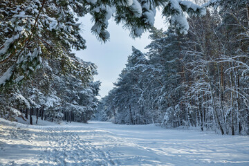 Snow covered pines in the coastal forest of Sobieszewo Island at winter, Poland.