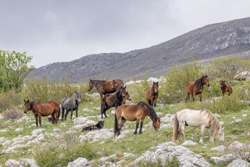 Obraz premium Wild horses on Cincar Mountain near Livno.