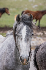 Fototapeta premium Wild horses on Cincar Mountain near Livno.