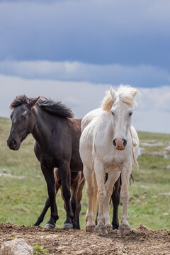 Wild horses on Cincar Mountain near Livno.