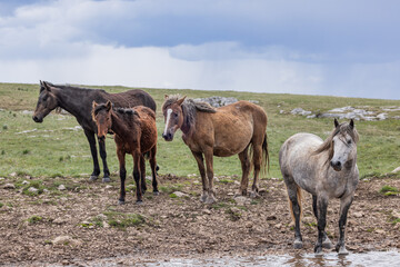 Obraz premium Wild horses on Cincar Mountain near Livno.