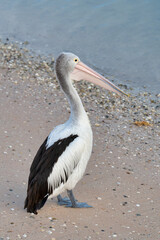 Wild Australian pelican standing on the sandy shore with turquoise Indian Ocean background