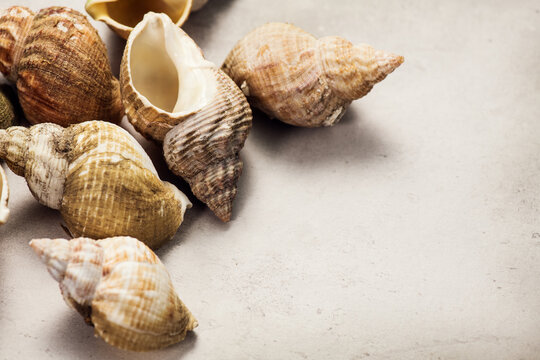 Sea snail, shell of raw whelk, sea snails bulot. Bulots on grey background, macro shot. French delicatessen, seafood. Buccinum undatum 