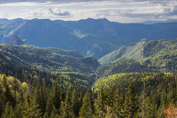 Obraz premium Mountains in Perucica Forest Reserve in Sutjeska National Park.