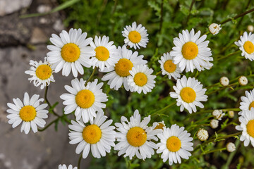 Fototapeta premium Wildflower in Sutjeska National Park.