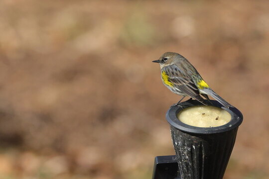 Yellow rumped warbler perched. 