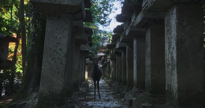 Deer standing still in long line of ancient Japanese stone lanterns - low, wide shot