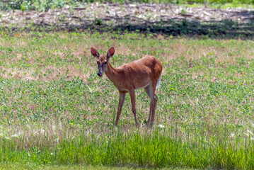 A White-tailed Doe Deer Feeding In An Urban Soybean Field In Wisconsin In Summer